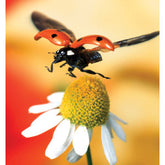 Roland ESM-SGP3 Gloss Paper